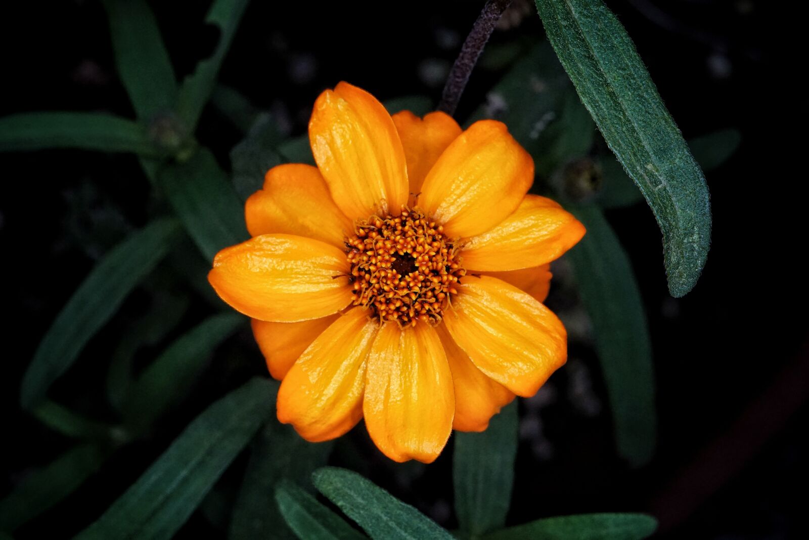 Sony a6000 sample photo. Flower, blossom, bloom photography