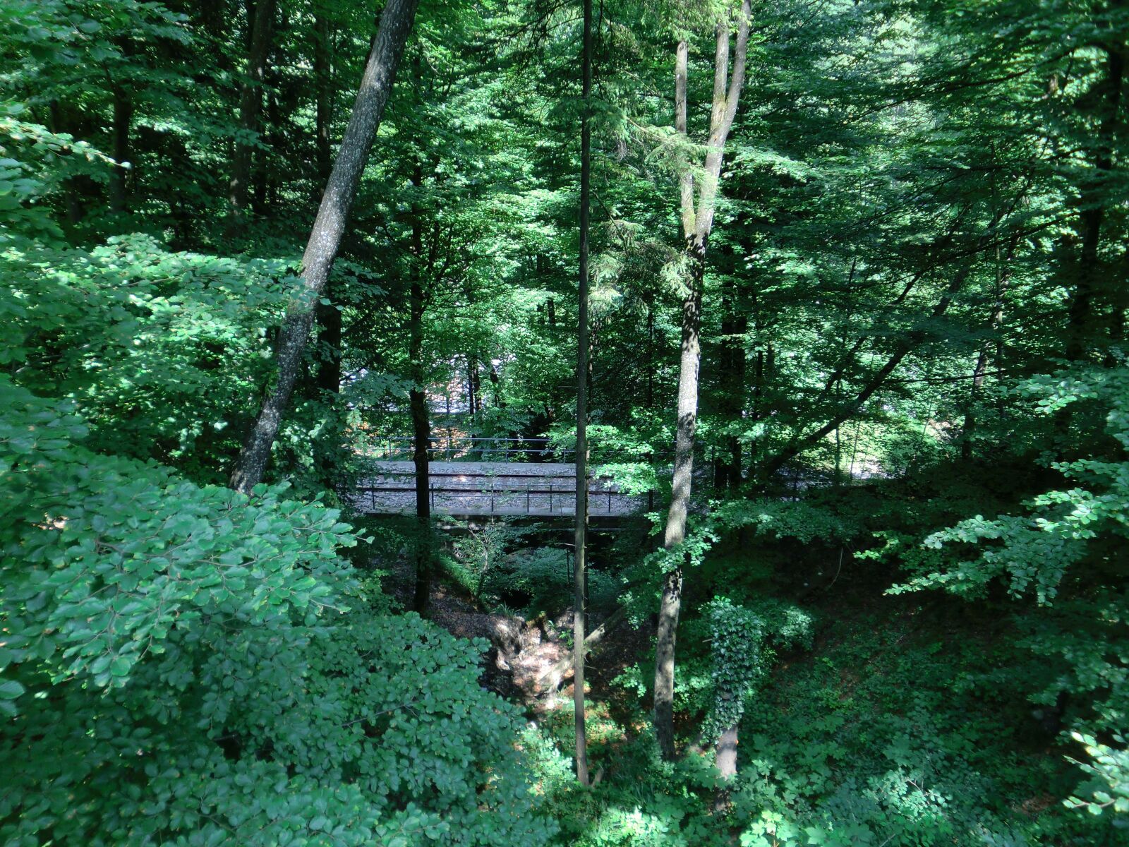 CASIO EX-Z550 sample photo. Forest, bridge, nature photography