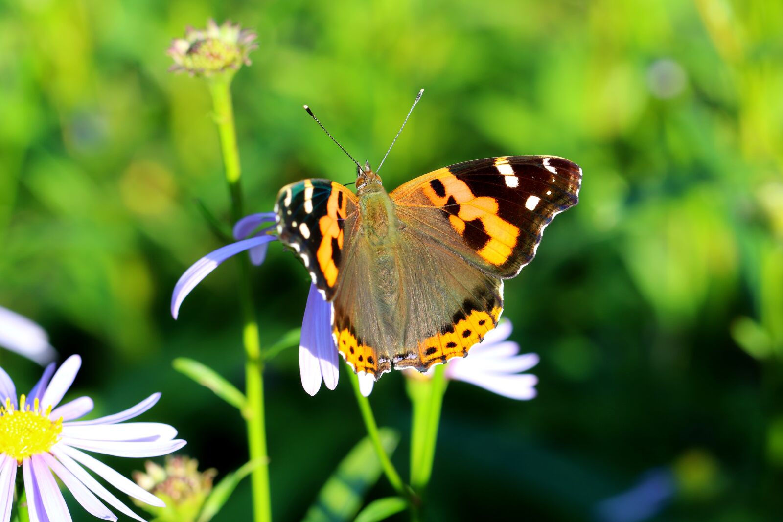 Canon EOS 7D Mark II sample photo. "Small fancy butterfly, vanessa" photography