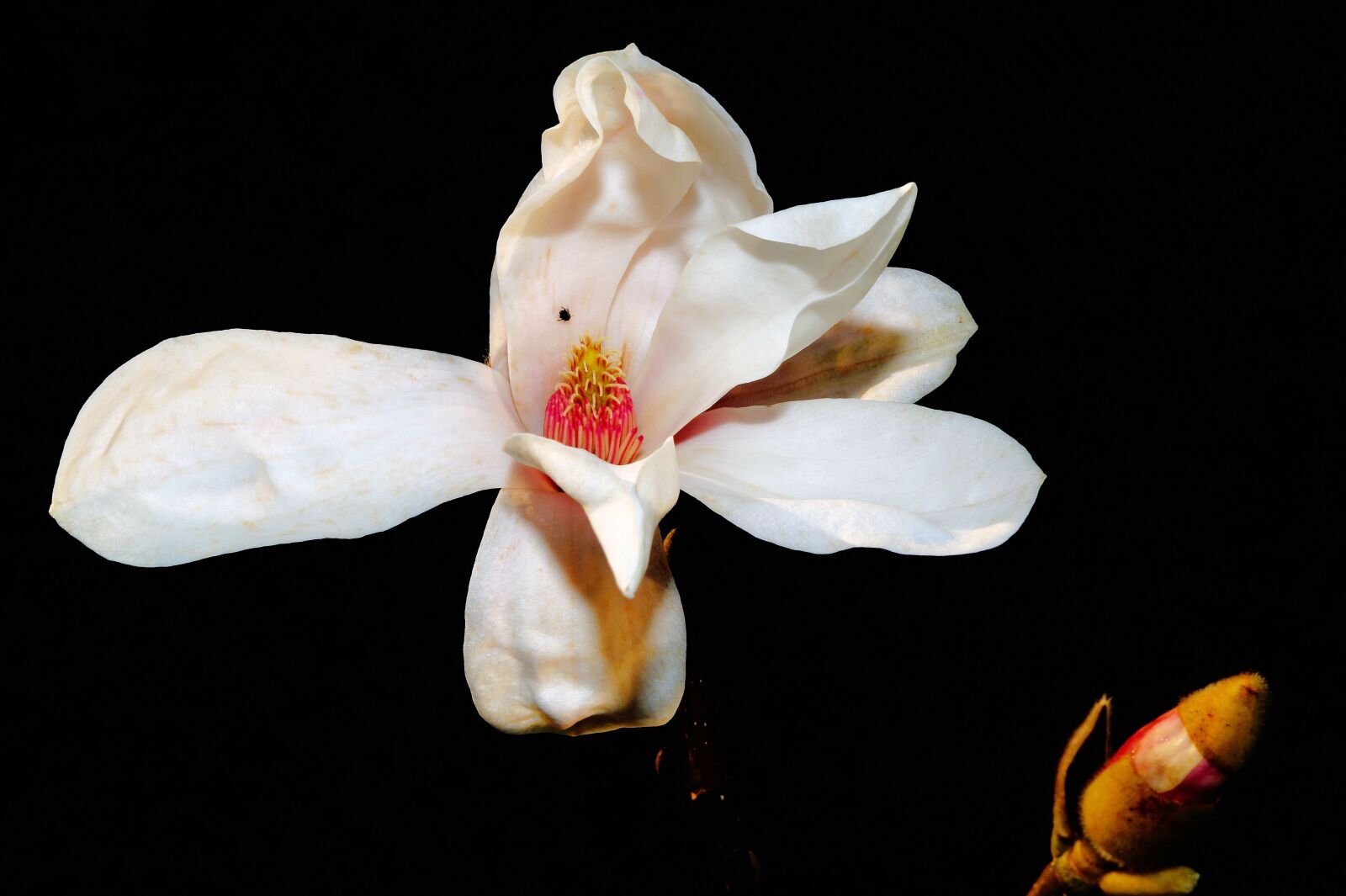 Sony DT 30mm F2.8 Macro SAM sample photo. Tulip magnolia, blossom, bloom photography