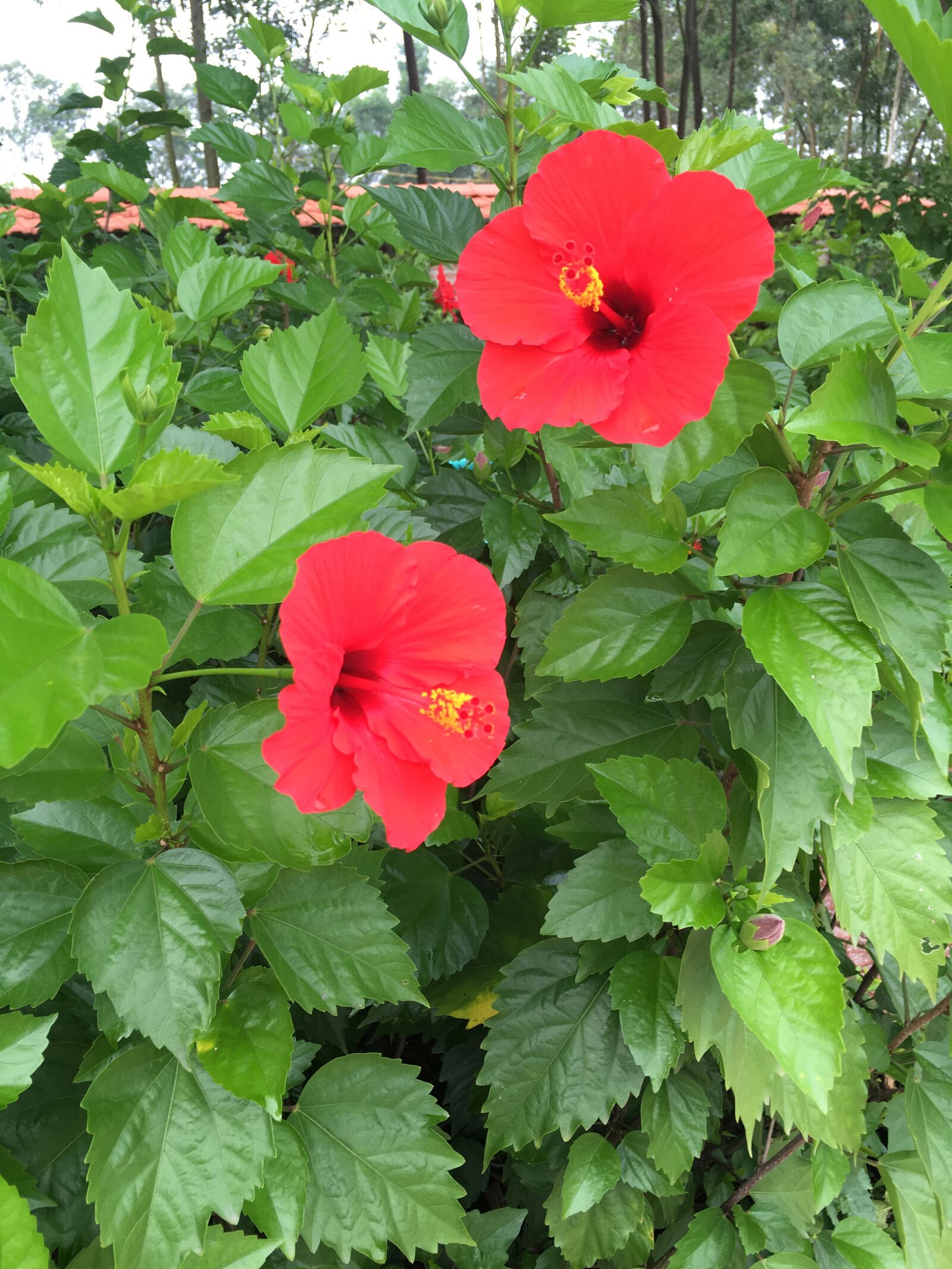 iPhone SE back camera 4.15mm f/2.2 sample photo. Hibiscus rosa flower, two photography