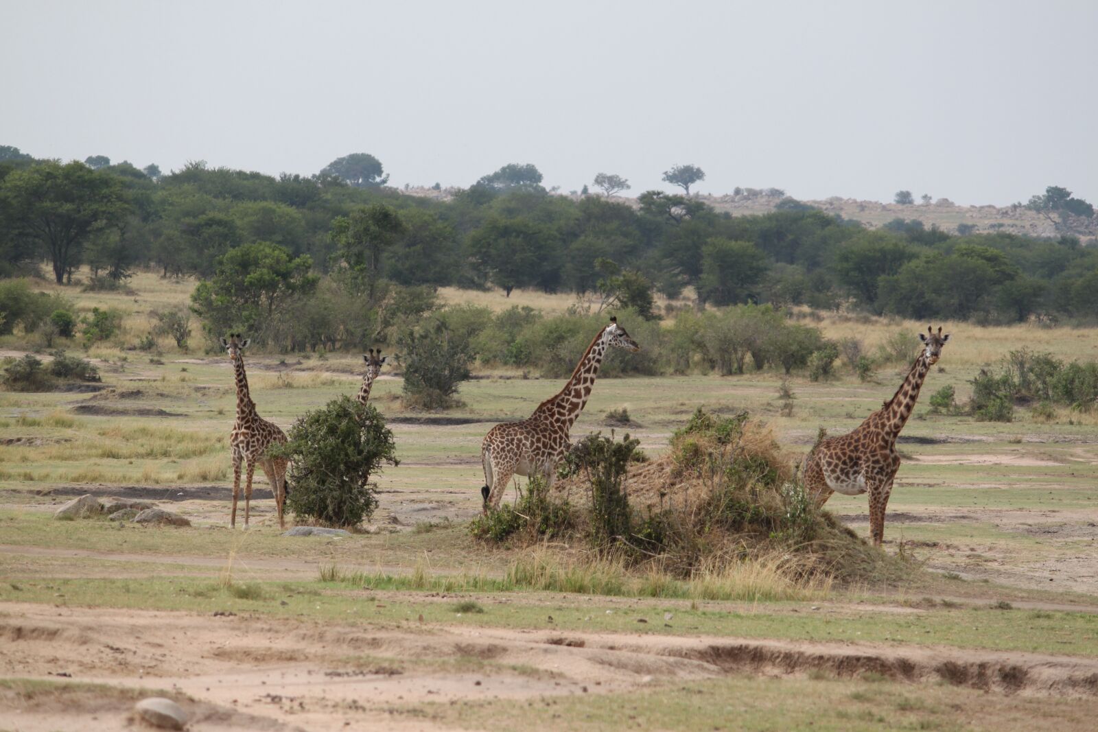 Canon EOS 500D (EOS Rebel T1i / EOS Kiss X3) sample photo. Safari, wildlife, animal photography