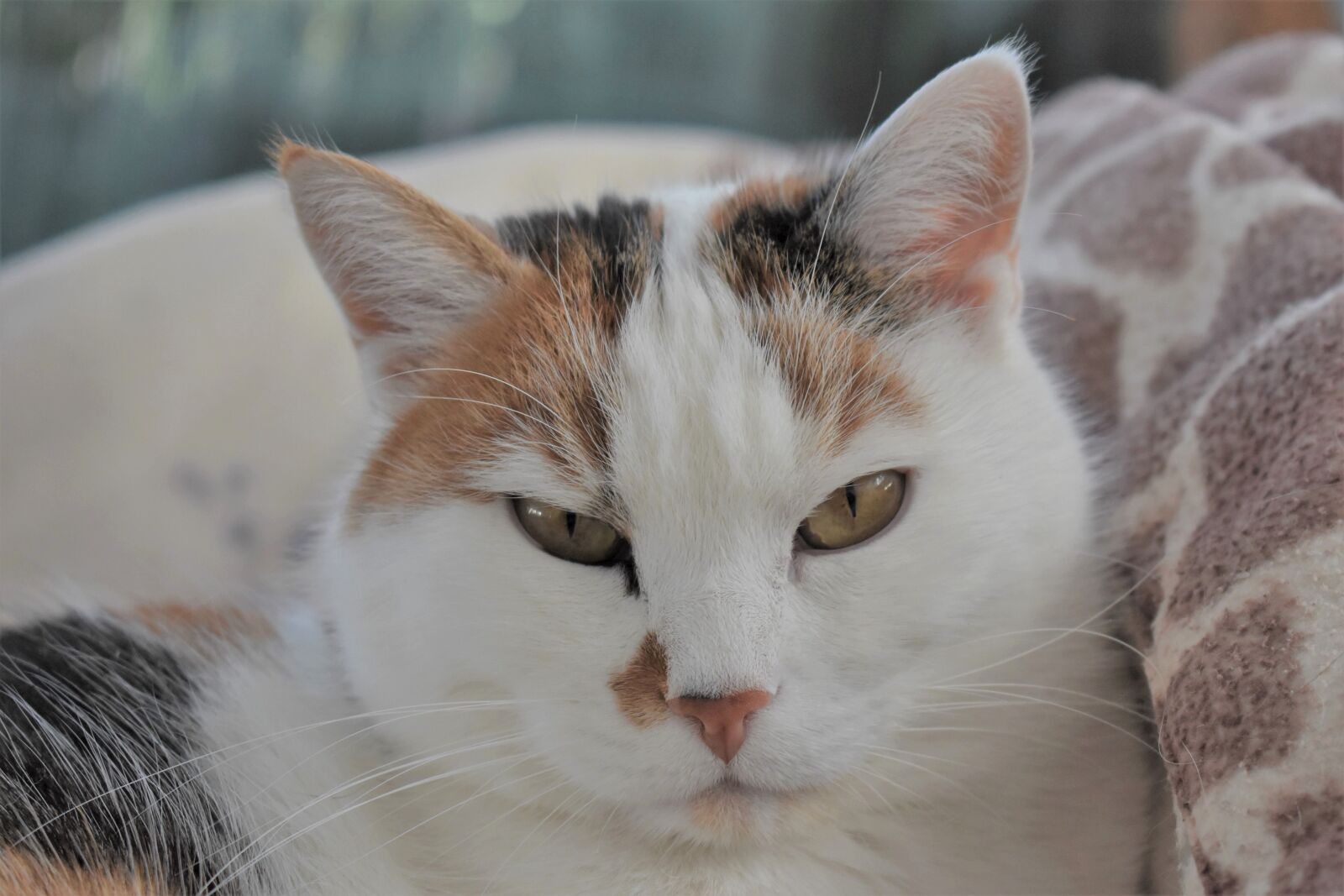 Nikon D5500 sample photo. Cat, pet, animal photography