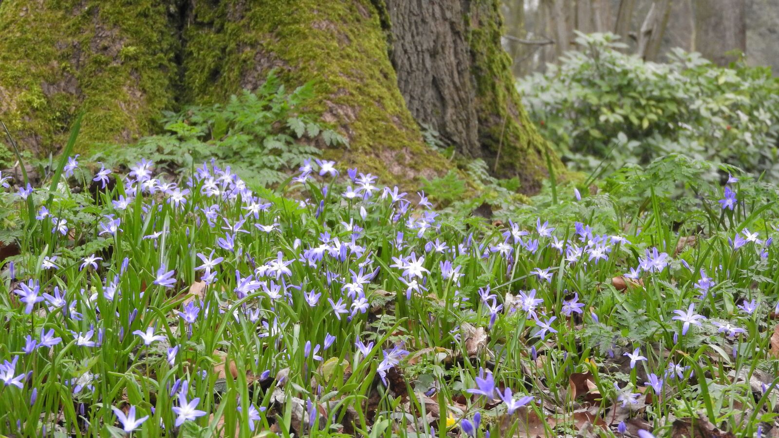 Nikon Coolpix P610 sample photo. Scilla luciliae, chionodoxa luciliae photography