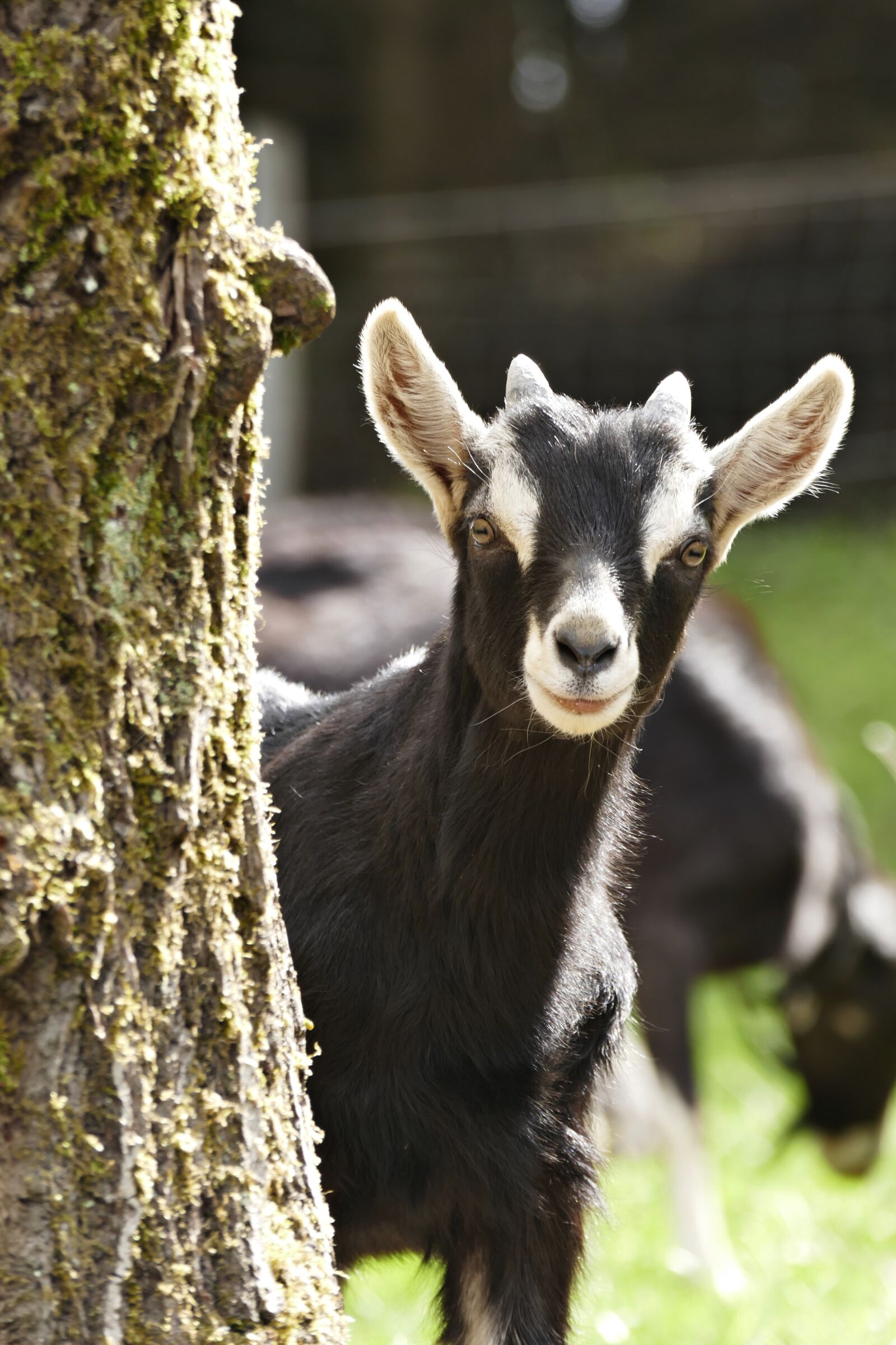 Panasonic Lumix DMC-FZ1000 sample photo. Goat, horns, animal photography