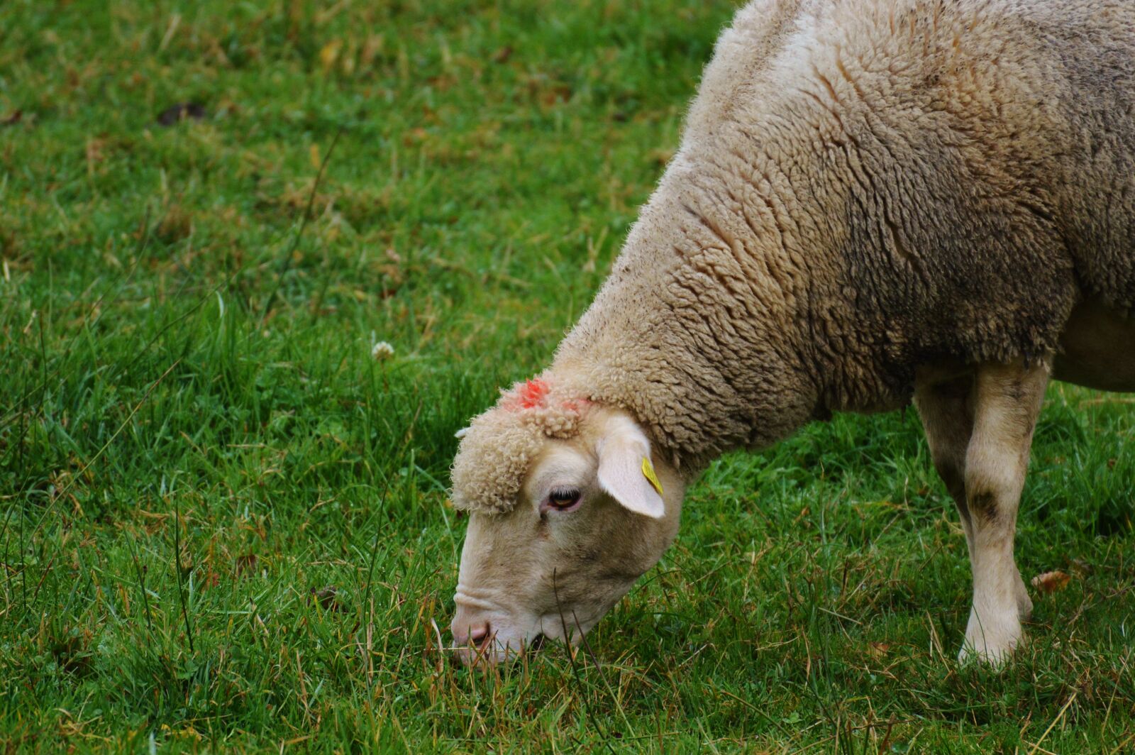 Nikon D3200 sample photo. Sheep, pasture, nature photography