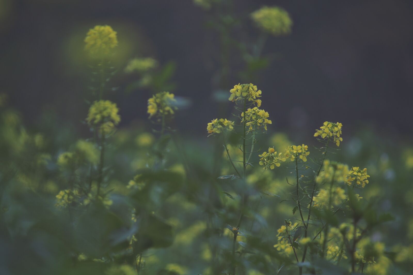 Canon EOS 1200D (EOS Rebel T5 / EOS Kiss X70 / EOS Hi) sample photo. Nature, oilseed rape, field photography