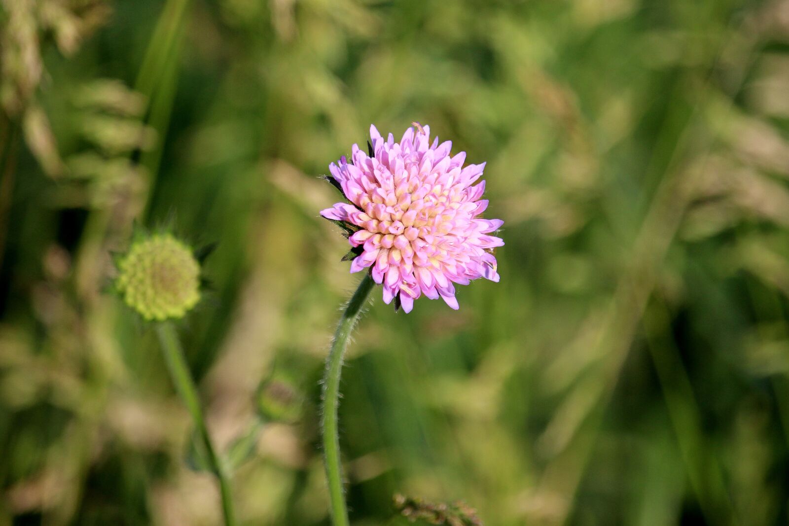 Canon EF-S 55-250mm F4-5.6 IS STM sample photo. Flower, field flower, pointed photography
