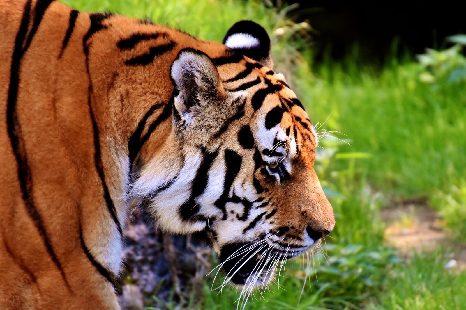 Nikon D7200 sample photo. Tiger, predator, fur photography