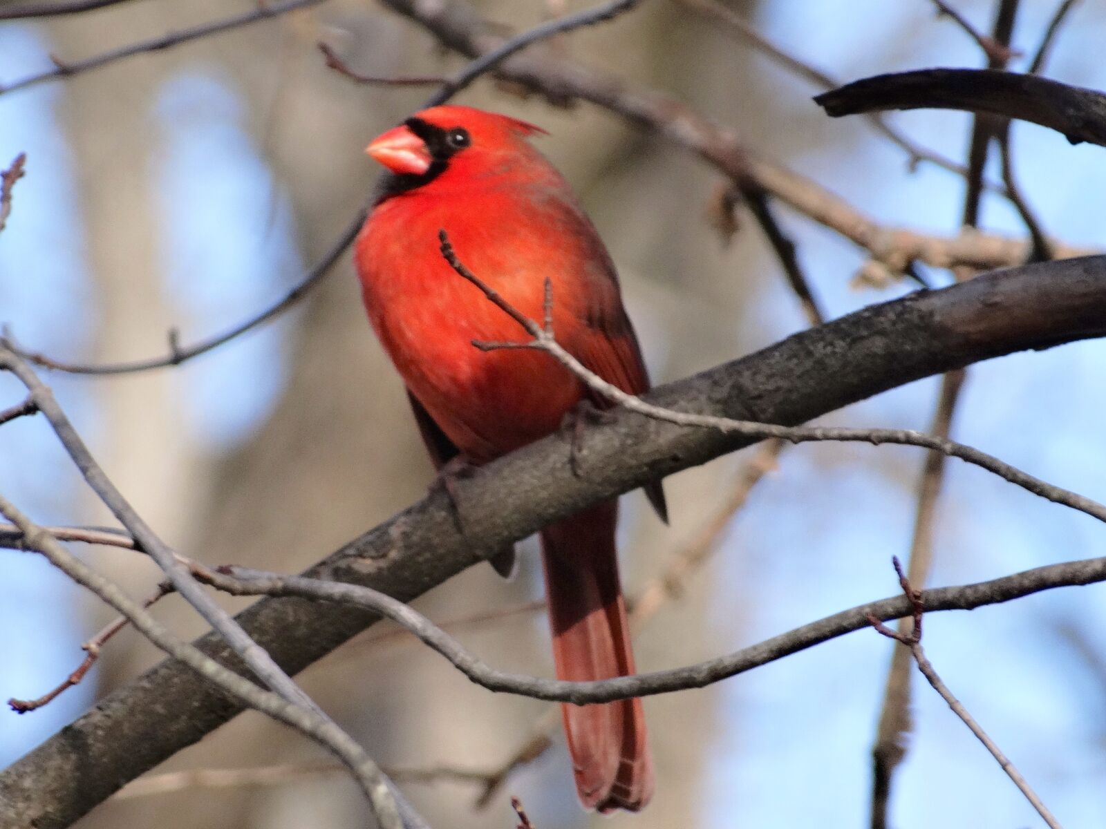 Sony Cyber-shot DSC-HX300 sample photo. Birds, cardinal, northern, cardinal photography