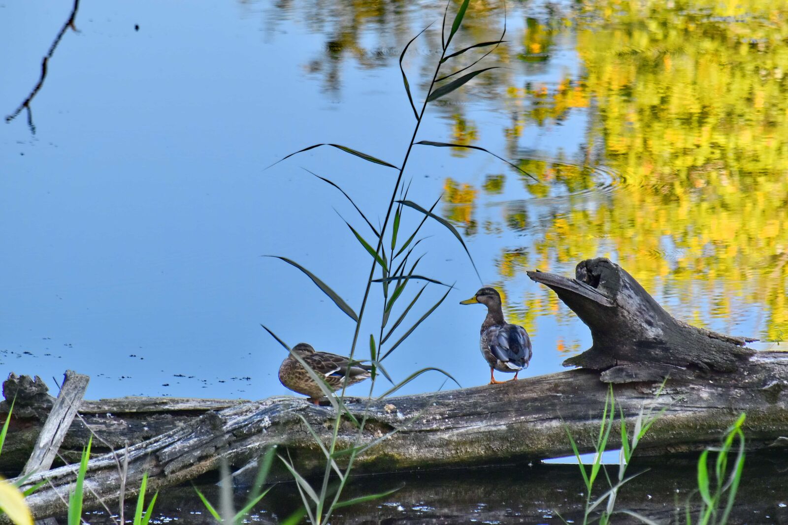 Nikon D5500 sample photo. Ducks, marshland, natural habitat photography