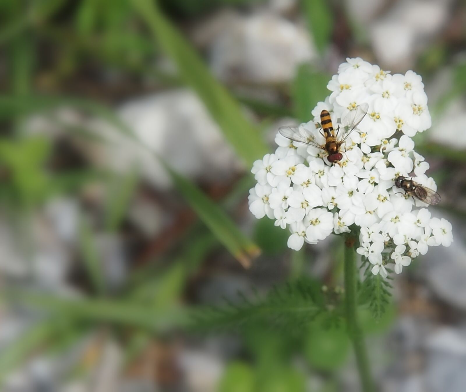 Olympus PEN E-P3 sample photo. Insect, day, flower photography