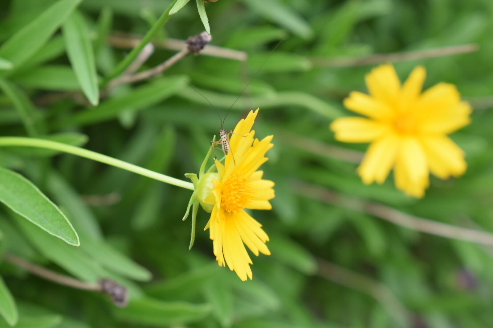 Nikon D3300 sample photo. Flowers, nature, yellow photography