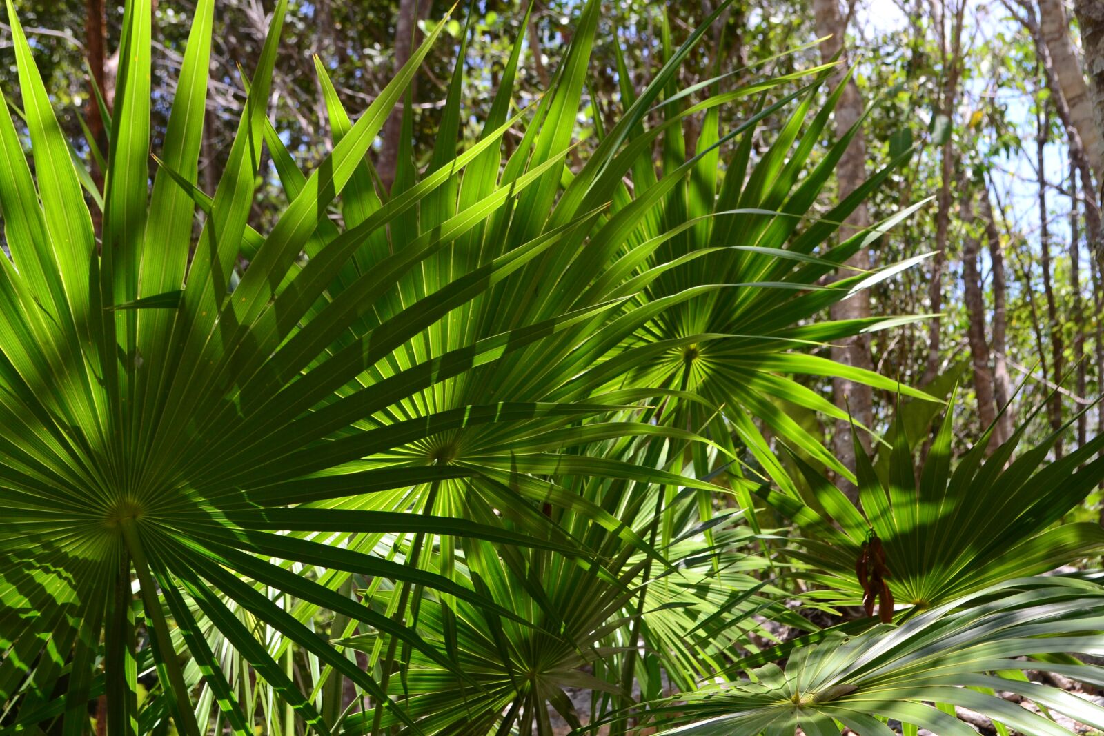 Nikon D3100 sample photo. Green, jungle, plant photography