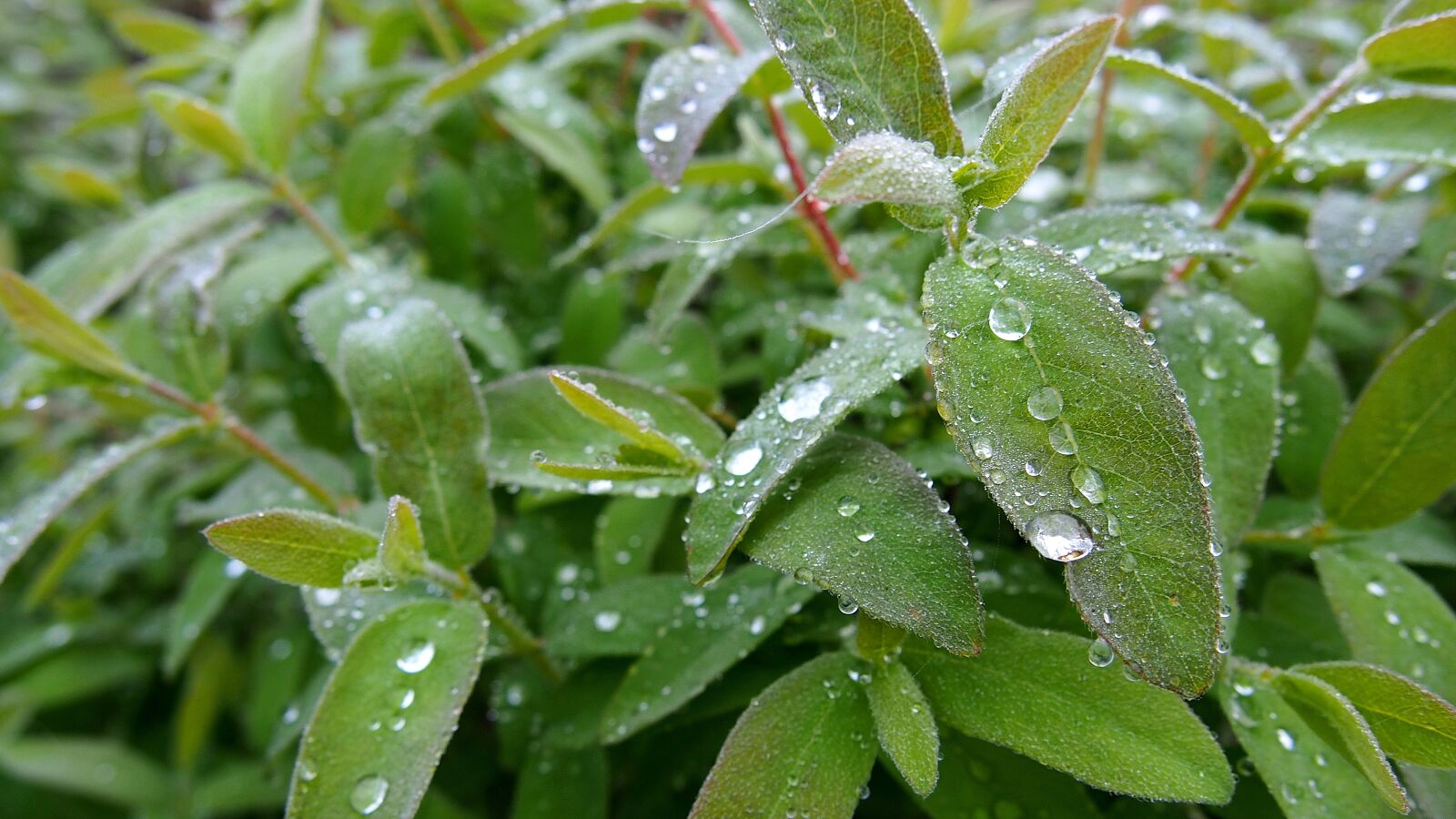 Olympus PEN E-PL6 sample photo. Foliage, rosa, drops of photography