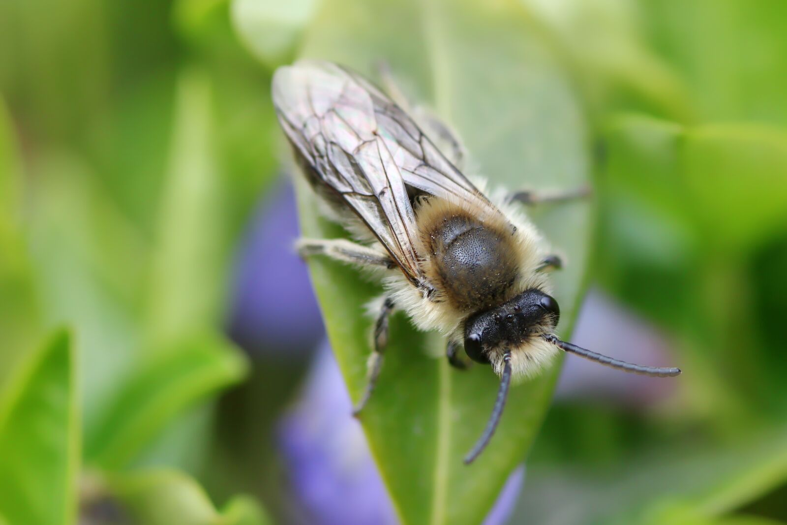Tamron SP 90mm F2.8 Di VC USD 1:1 Macro sample photo. Bee, close up, honey photography