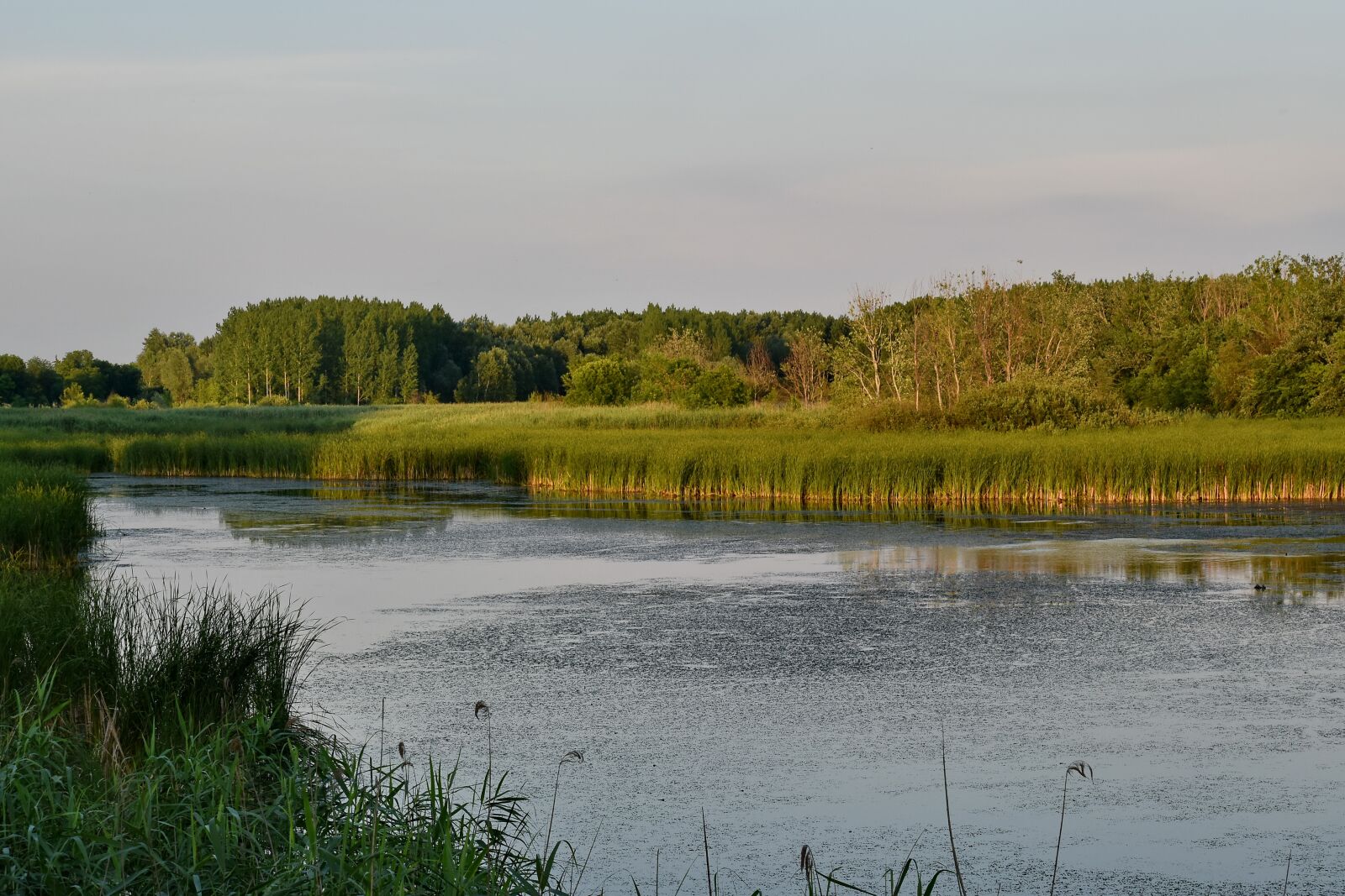 Nikon D5500 sample photo. Channel, swamp, land, water photography