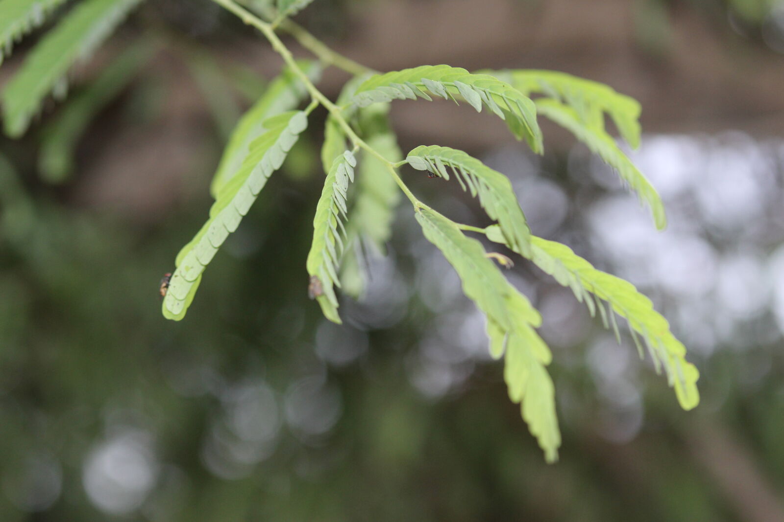 Canon EOS 700D (EOS Rebel T5i / EOS Kiss X7i) sample photo