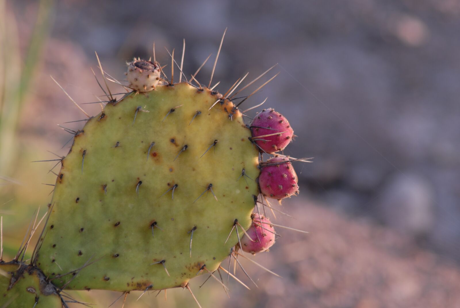 Nikon D200 sample photo. Nopal memela, tuna, thorns photography