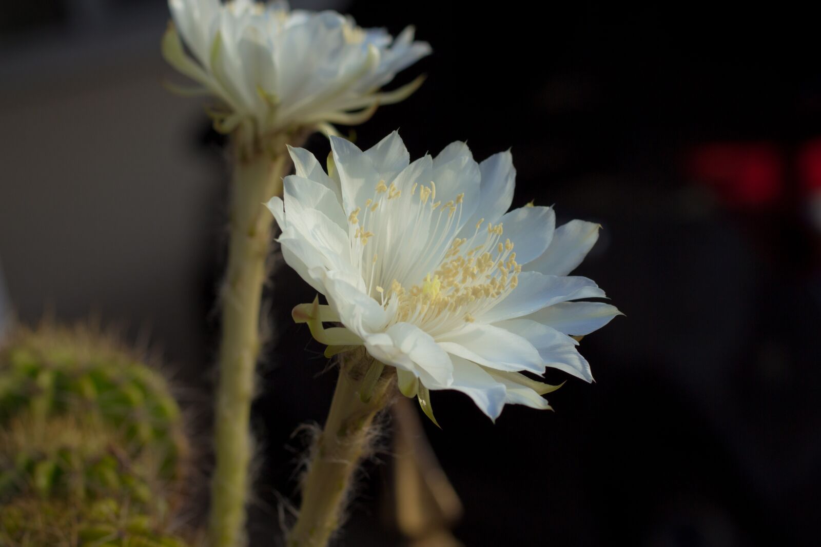 Canon EOS 700D (EOS Rebel T5i / EOS Kiss X7i) + Canon EF 50mm F1.8 STM sample photo. Flower, white, cantus photography