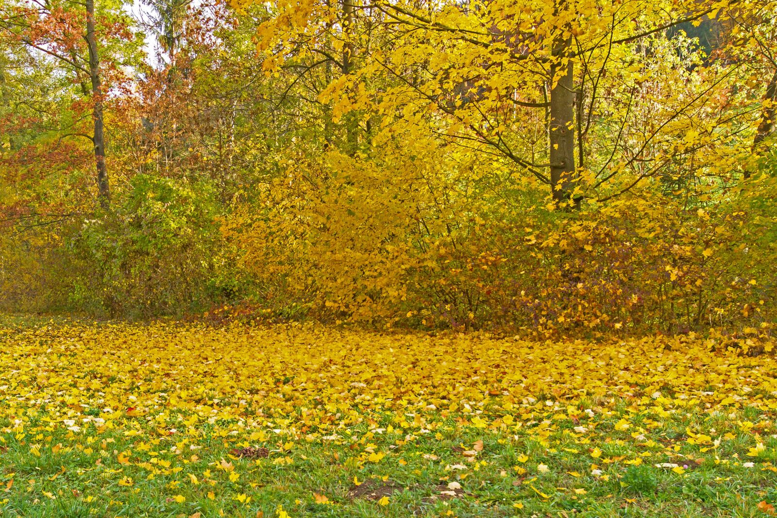 Canon EOS 7D sample photo. Leaves, autumn, yellow photography