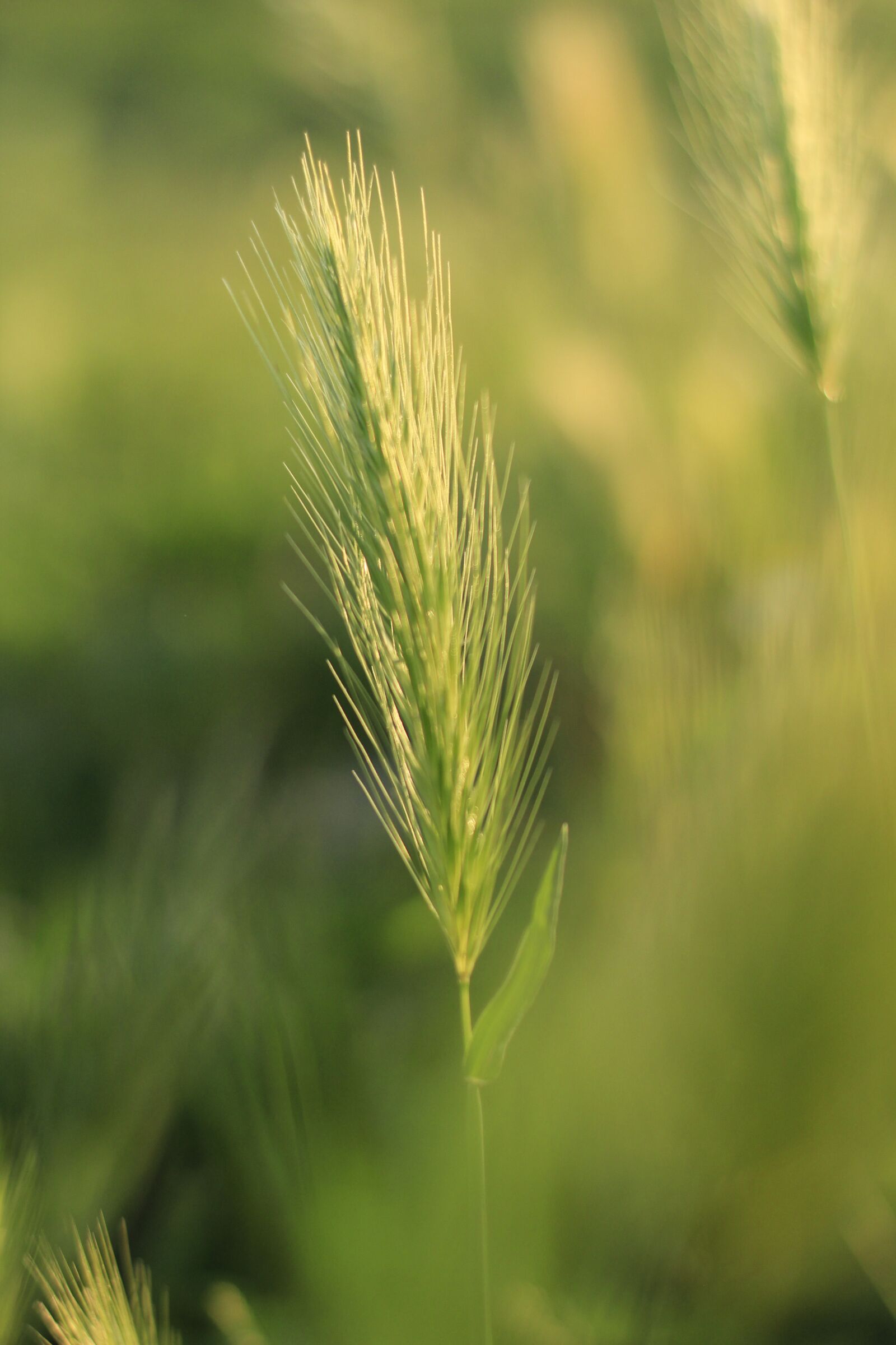 Canon EOS 1200D (EOS Rebel T5 / EOS Kiss X70 / EOS Hi) sample photo. Wheat, plant, green photography