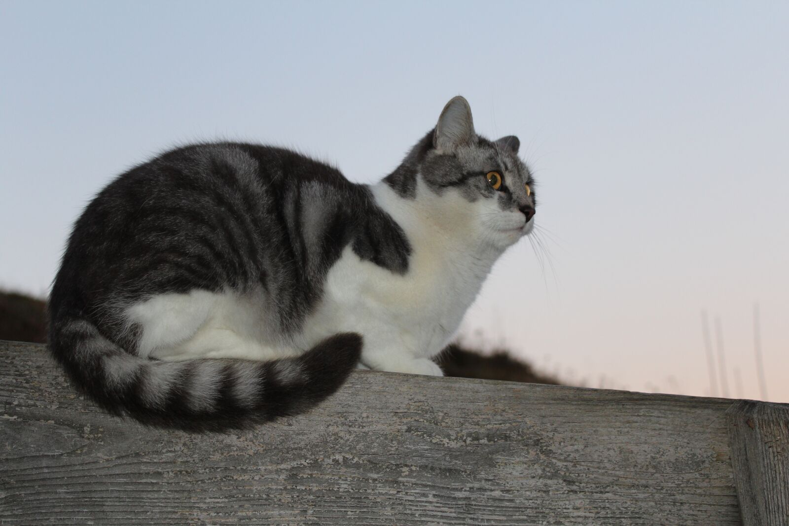 Canon EOS 600D (Rebel EOS T3i / EOS Kiss X5) sample photo. Cat, animal, pet photography
