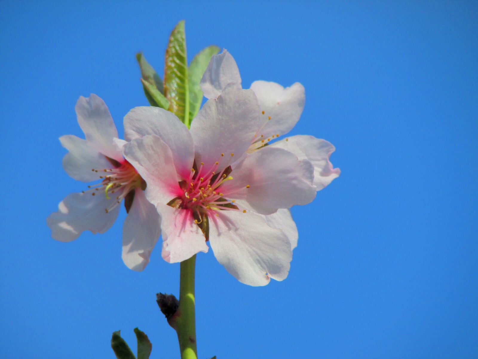 Canon PowerShot SX500 IS sample photo. Almond blossom, pink, blossom photography