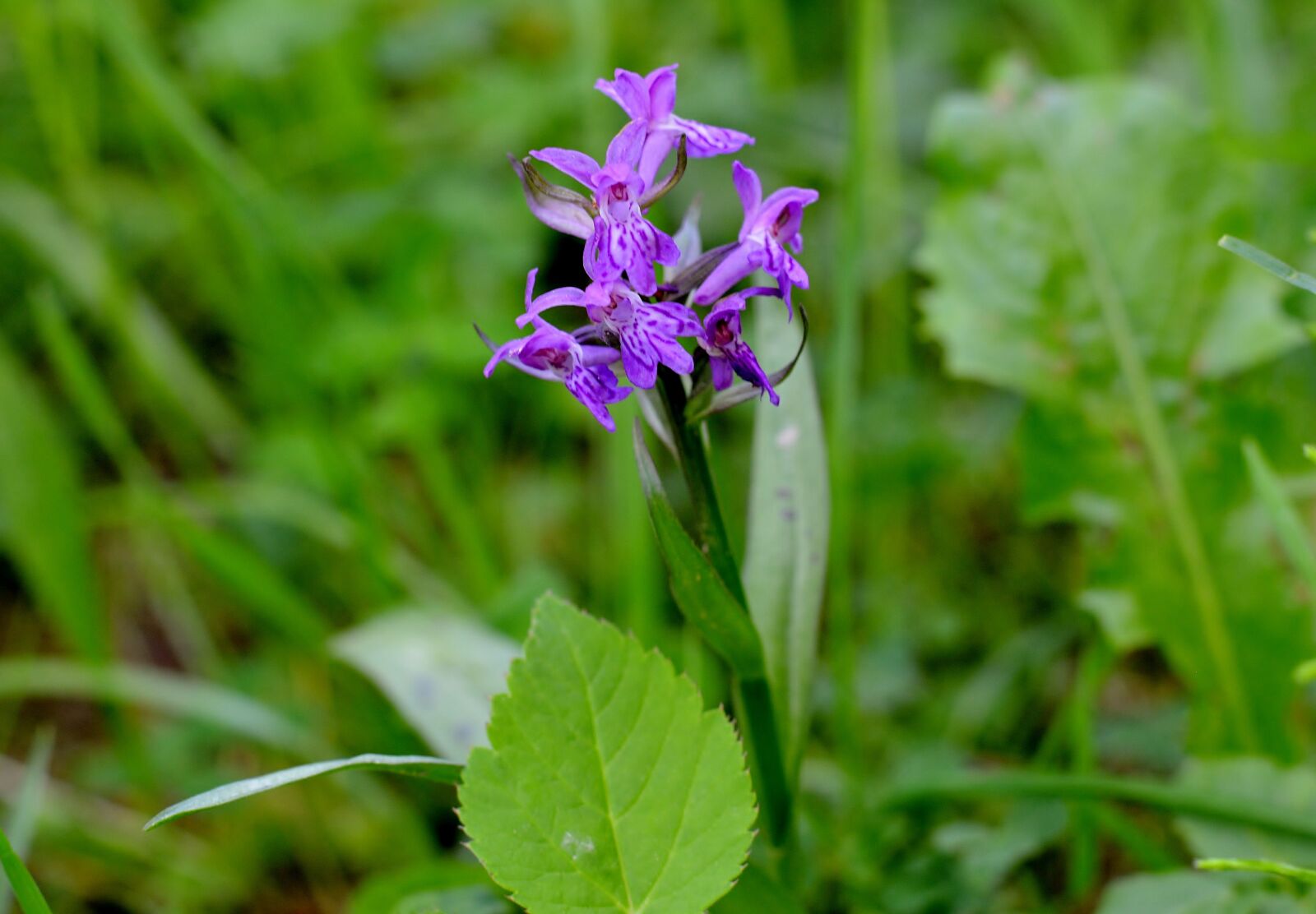 Nikon D5200 sample photo. Orchid, western marsh knabenkraut photography