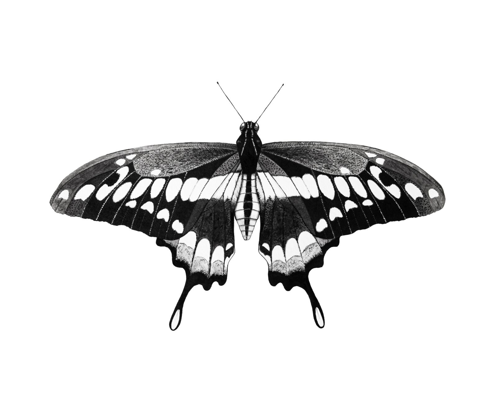Canon EOS 5D Mark II sample photo. Black and white, wings photography