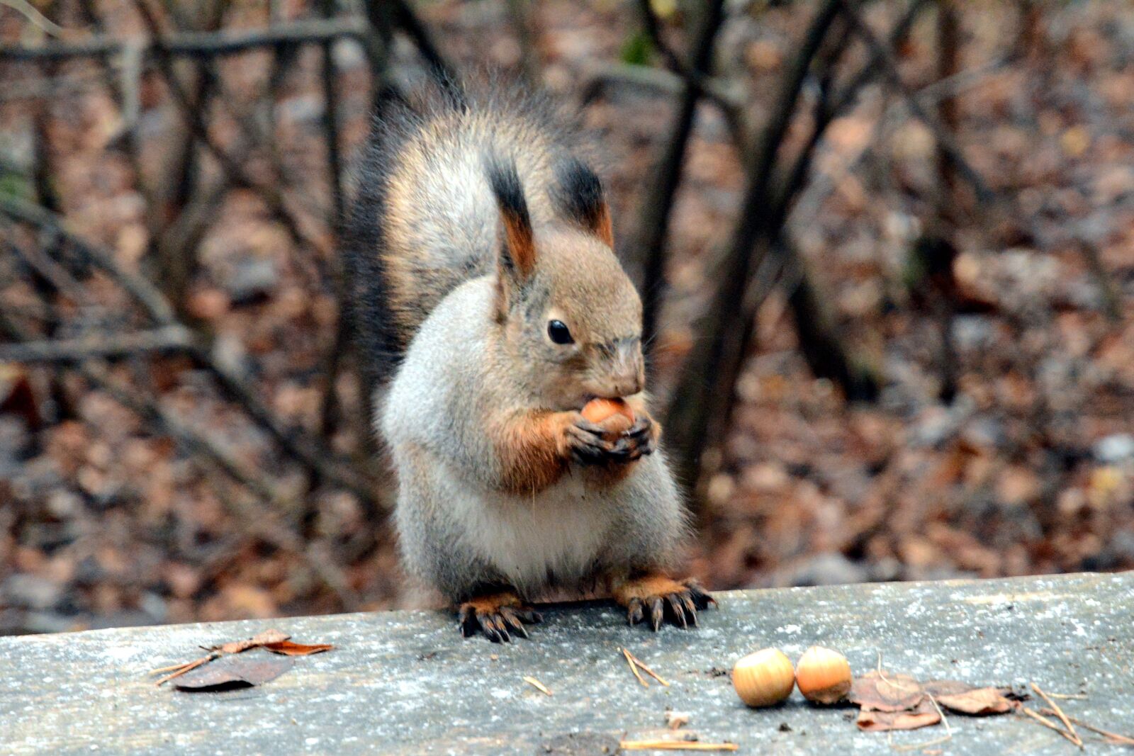 Nikon D7100 sample photo. Squirrel, nibbles, nuts photography
