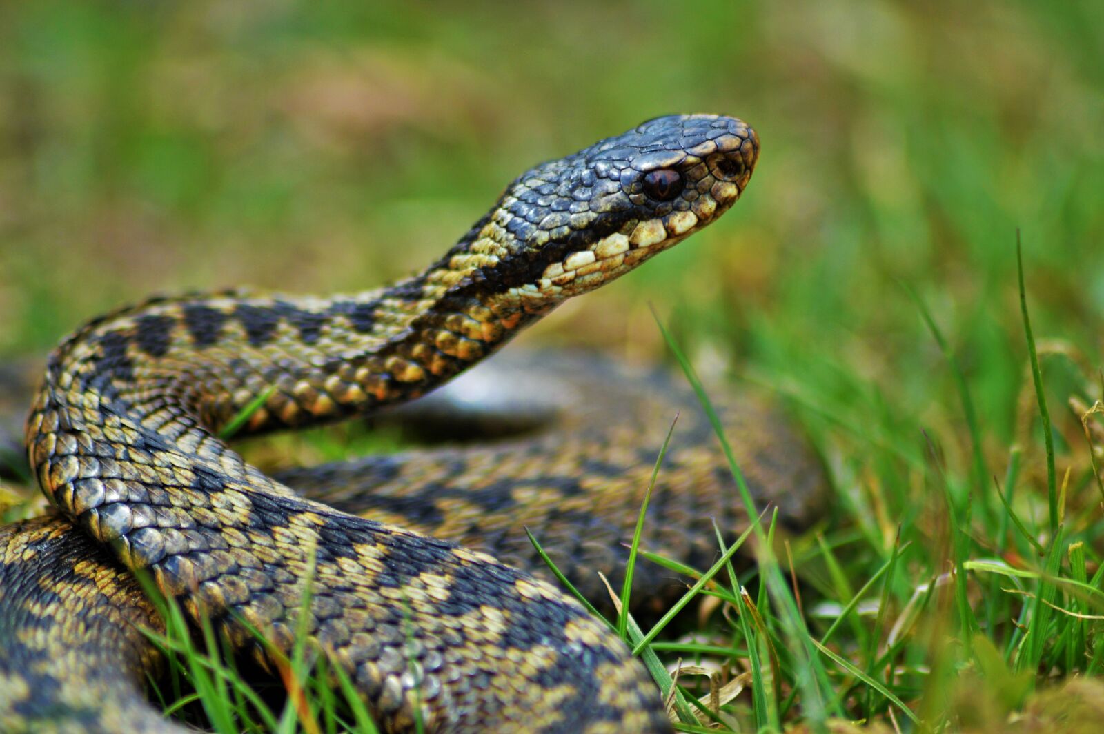 Nikon D3200 sample photo. Adder, wildlife, nature photography