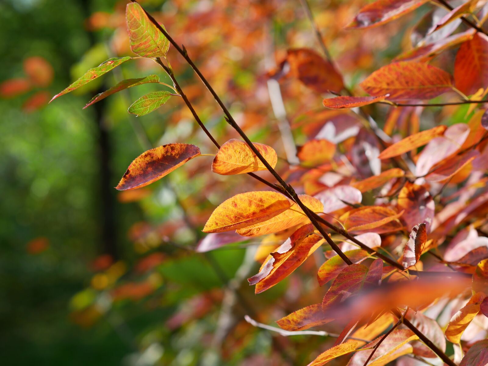 Panasonic Lumix DMC-GX85 (Lumix DMC-GX80 / Lumix DMC-GX7 Mark II) sample photo. Leaves, autumn, fall foliage photography