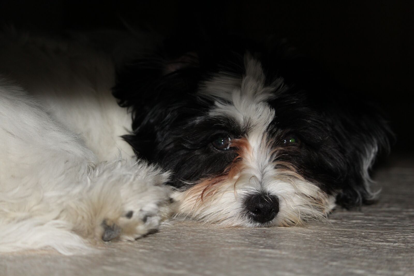 Canon EOS 1200D (EOS Rebel T5 / EOS Kiss X70 / EOS Hi) sample photo. Dog, puppy, animal photography