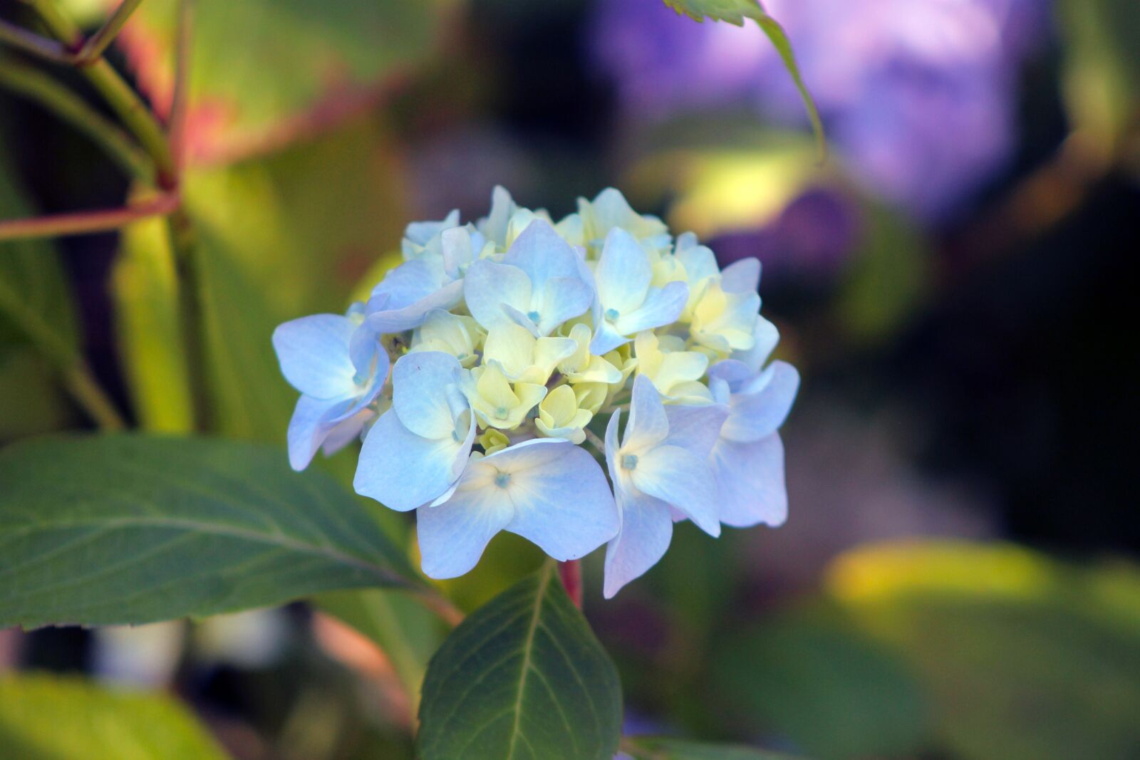 Canon EF 75-300mm f/4-5.6 sample photo. Hydrangea, flower, garden photography