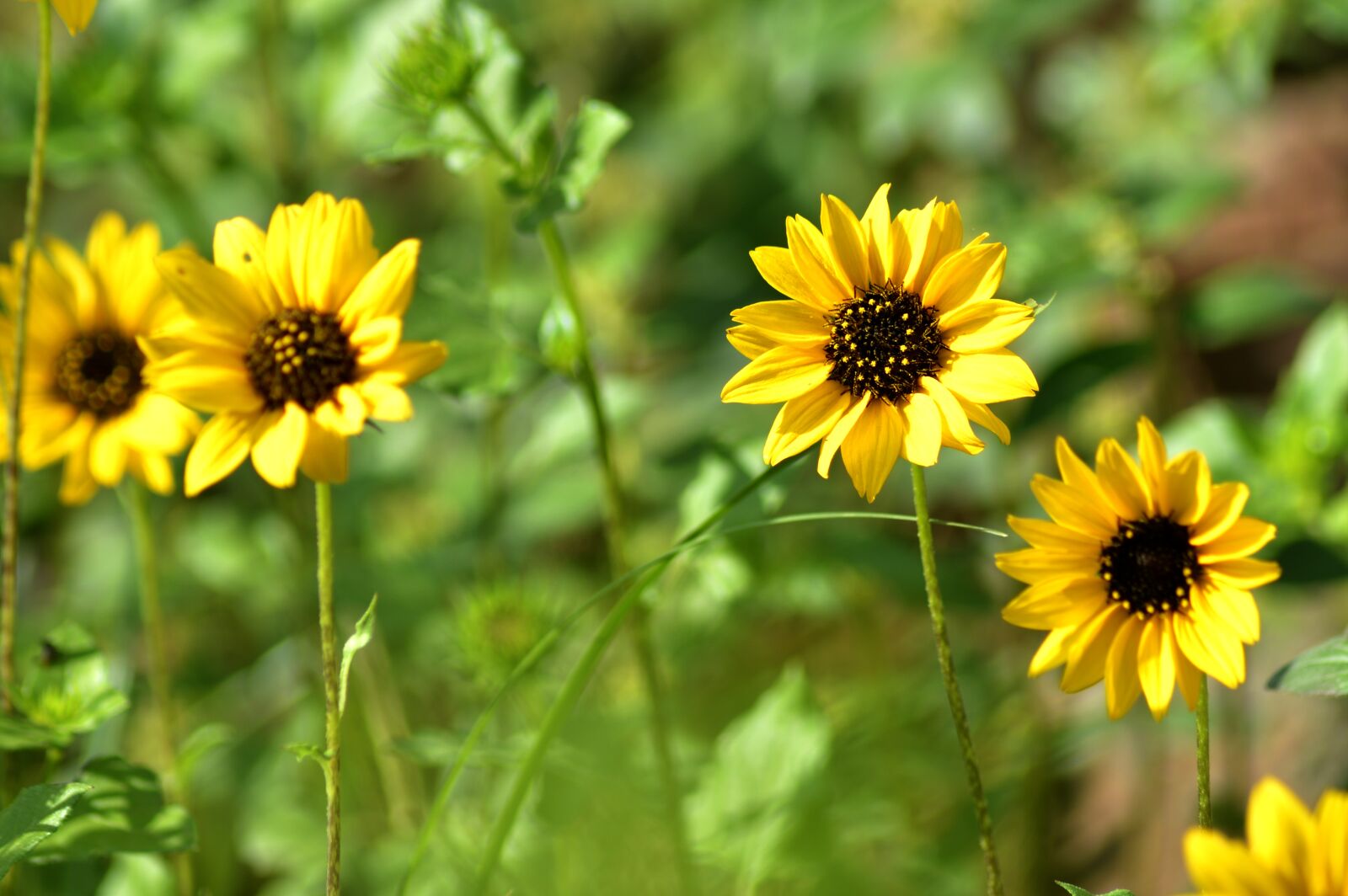 Nikon D3200 sample photo. Sunflower, yellow, garden photography