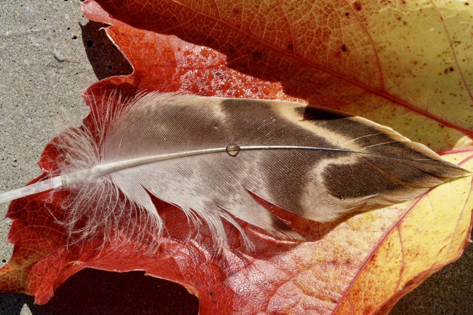 Sony ILCA-77M2 + Tamron SP AF 90mm F2.8 Di Macro sample photo. Duck feather, leaves, fall photography