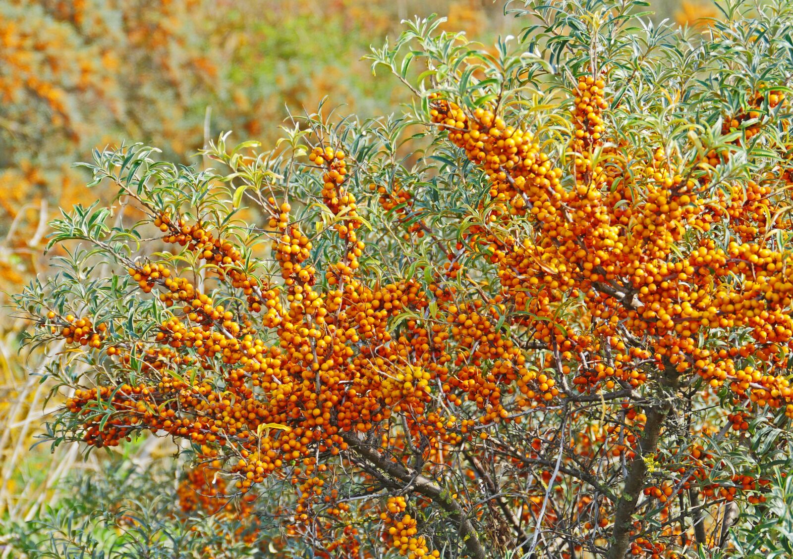 Panasonic Lumix DMC-GX8 sample photo. Sea buckthorn, berries, infructescence photography