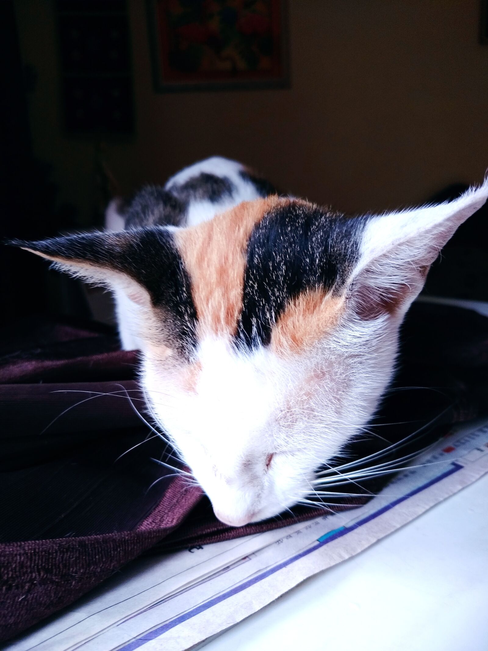 Xiaomi Redmi 8 sample photo. Cat, sweet cat, sleeping photography