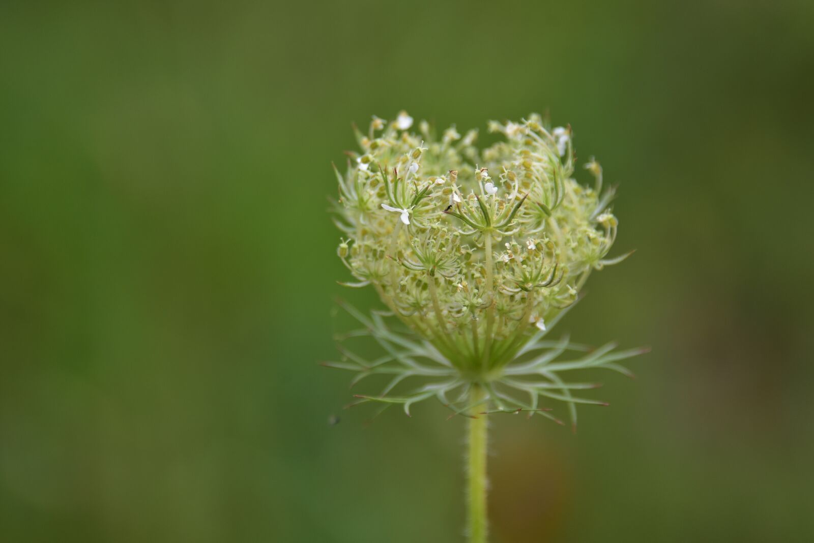 Nikon D7200 sample photo. Flower, nature, summer photography