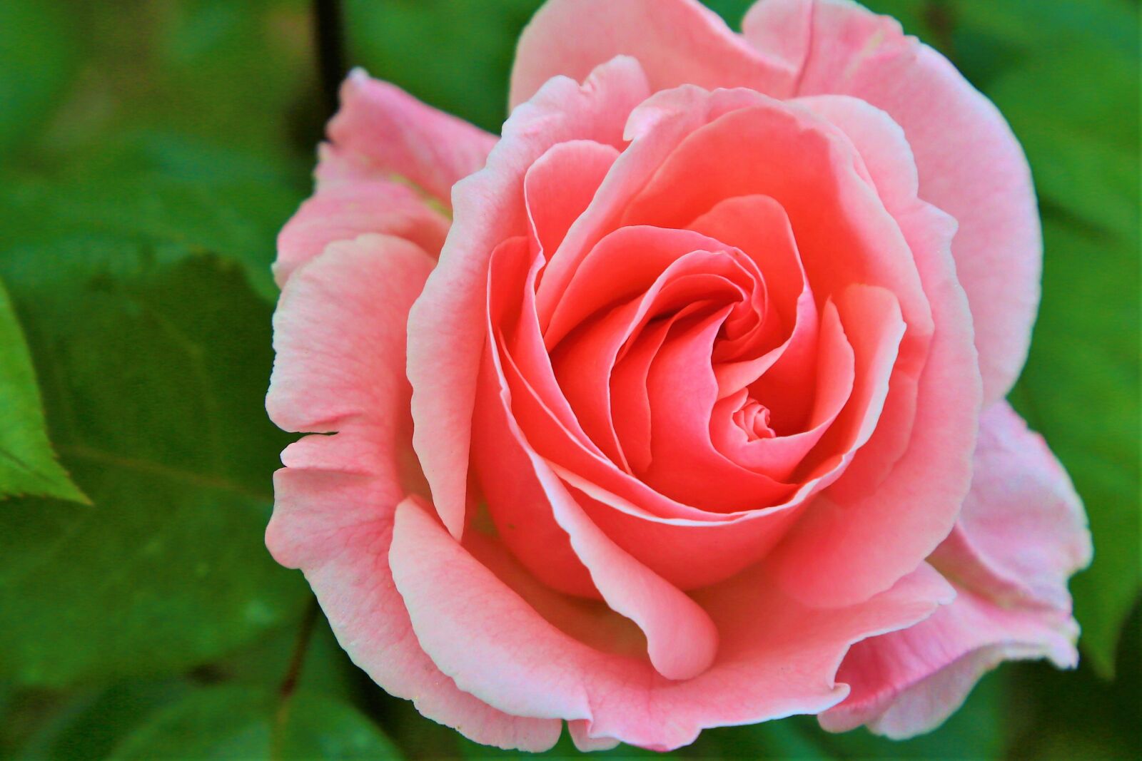 Canon EF 24-105mm F4L IS USM sample photo. Rose, spring, romantic photography