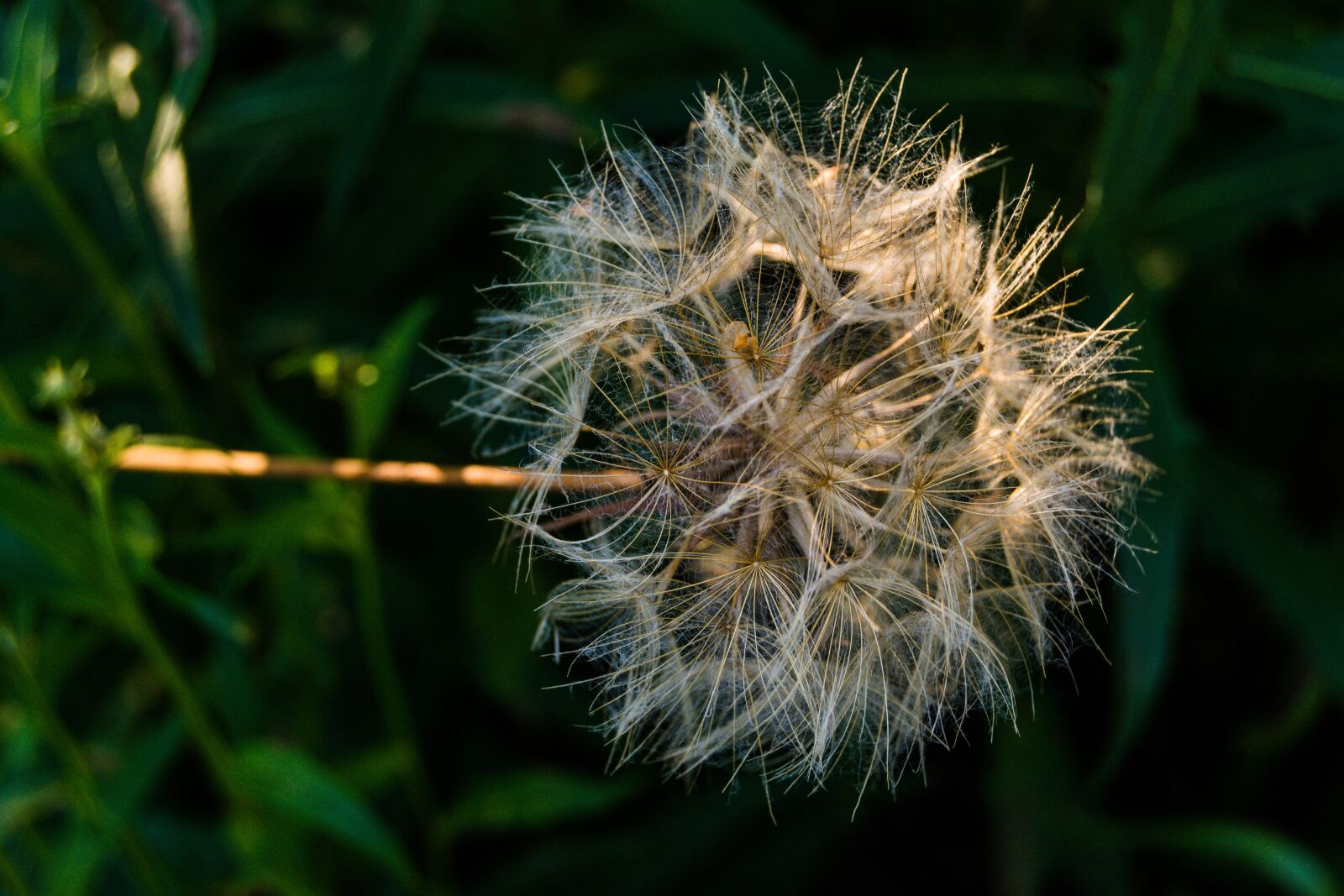 Nikon D7100 sample photo. Dandelions, plant, dandelion photography