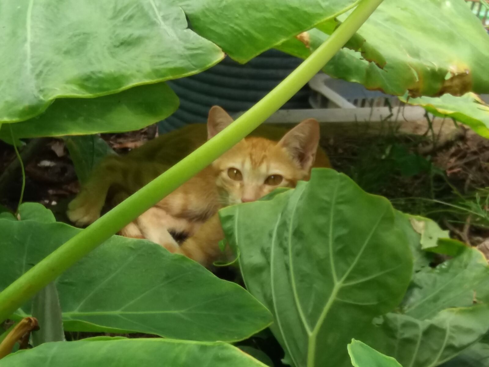 Samsung Galaxy J5 sample photo. Cat photography