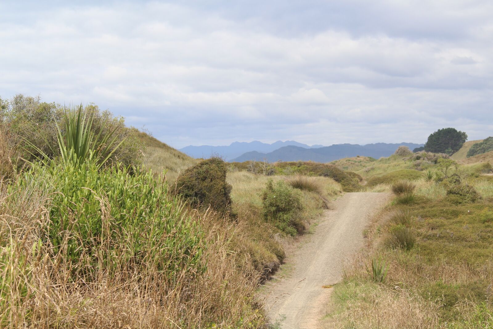 Canon EOS 700D (EOS Rebel T5i / EOS Kiss X7i) sample photo. New zealand, opotiki, north photography