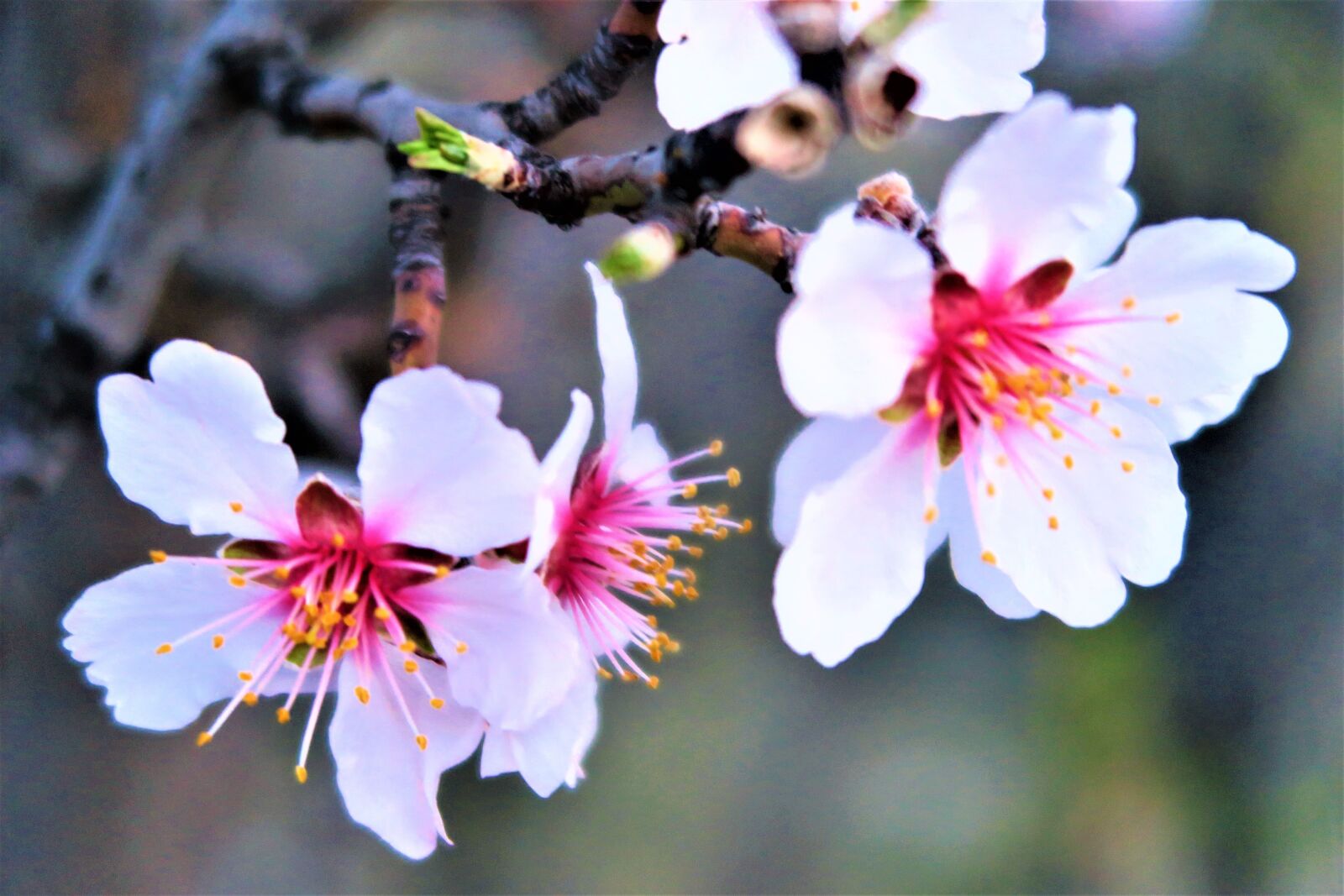 Canon PowerShot G7 X sample photo. Flower, spring, tree photography