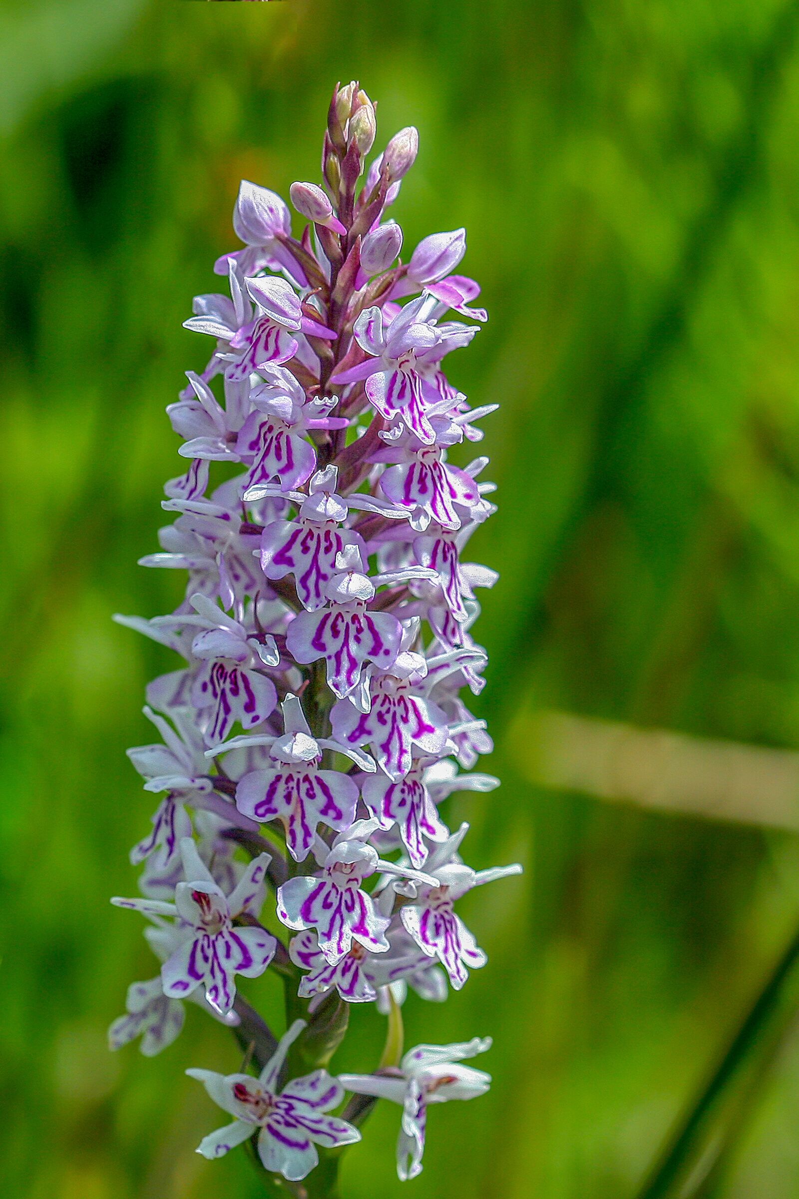 Canon EOS 350D (EOS Digital Rebel XT / EOS Kiss Digital N) sample photo. Orchid, common spotted, color photography