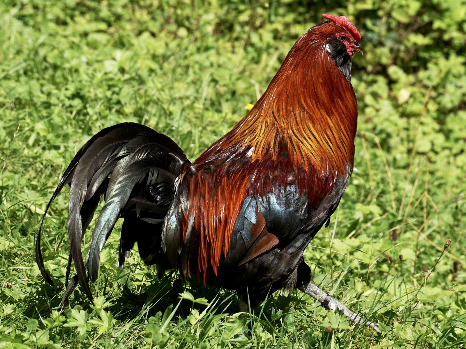Sony DT 55-300mm F4.5-5.6 SAM sample photo. Hahn, bird, pride photography