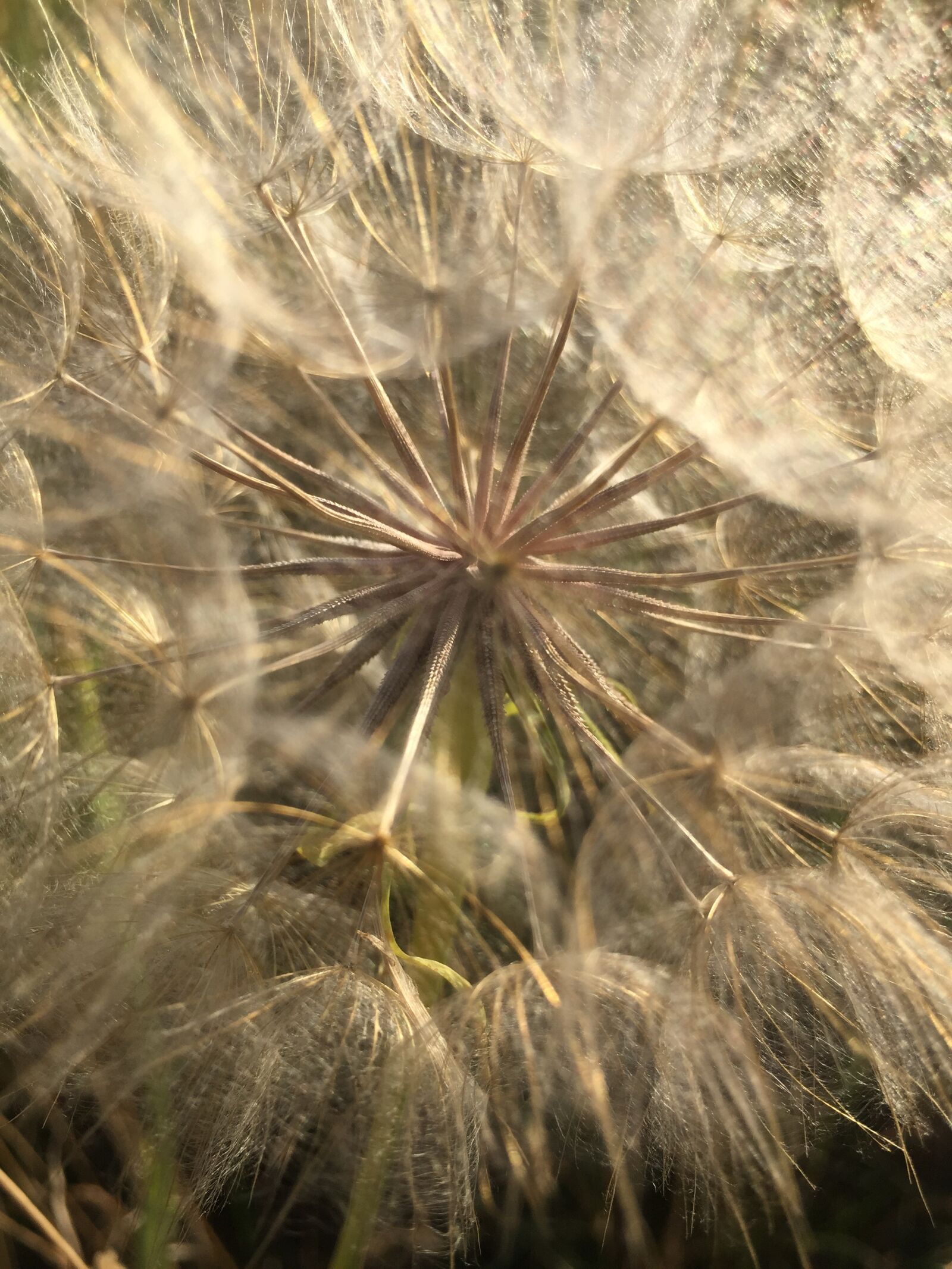Apple iPhone 6 sample photo. Dandelion, mood, close up photography