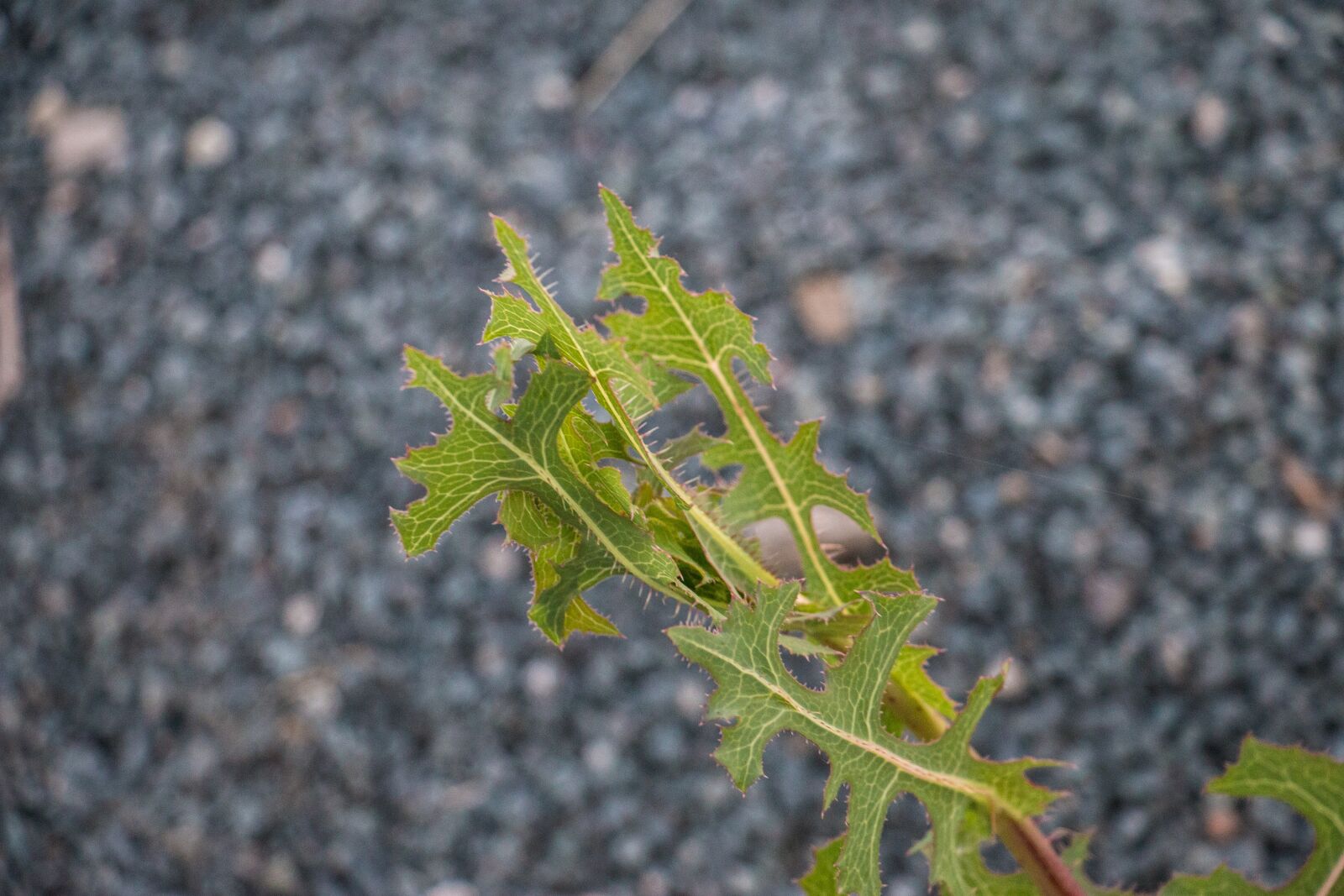 Canon EOS 70D sample photo. Plant, bush, leaves photography