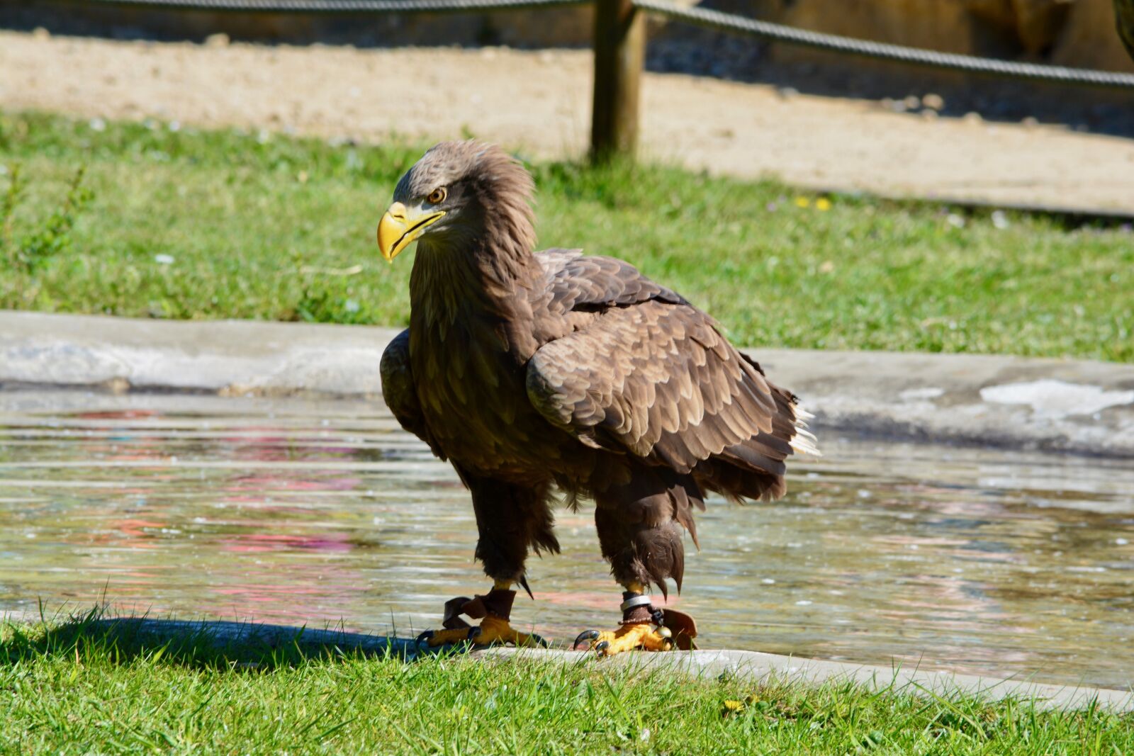Nikon D7100 sample photo. Golden eagle, adler, bird photography